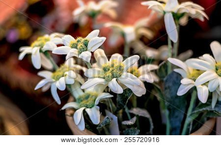 Close-up Of An Edelweiss Flower, Selective Focus