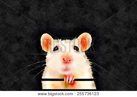 Watercolor Painting Of Cute White Pet Rat. Black Background.