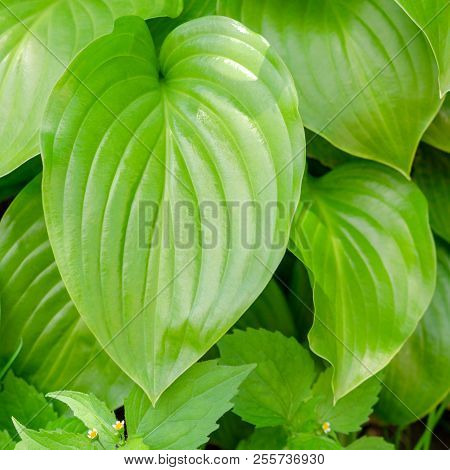 Large Green Plant Leaves. Nature Beautiful Background. Use For Design. For Instagram Format. Square.