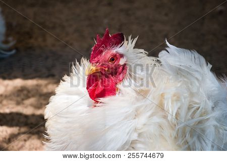 Close Up Of White Hen With Frizzle-feathered Plumage In Farm Coop
