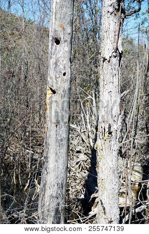 Woodpecker Holes In A Dead Tree In The Spring Lake Park, Between Harbor Springs And Petoskey, Michig