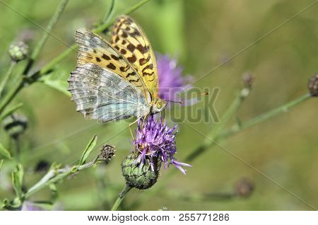 The Silver-washed Fritillary (argynnis Paphia) Butterfly. Centaurea Scabiosa Or Greater Knapweed Is 