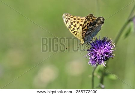 The Silver-washed Fritillary (argynnis Paphia) Butterfly. Centaurea Scabiosa Or Greater Knapweed Is 