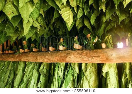 Tobacco leaves drying in a barn