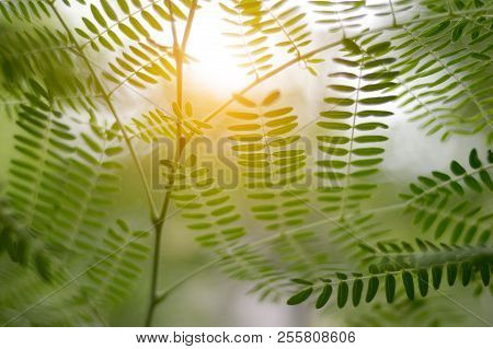 Close Up Leucaena Glauca Plant In Nature Garden