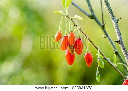 Goji Berry, Or Wolfberry. Ripe Berries On The Branch. Anti Aging Fruit. Closeup.  Lycium Barbarum Or