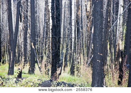 Forest Fire