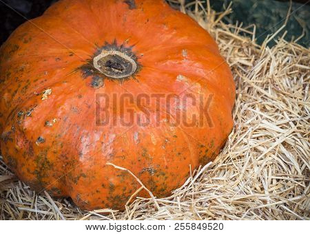 Pumpkin Close-up. Orange Pumpkin Top View. Gourd Fragment Close Up. Squash Background. Large Orange 