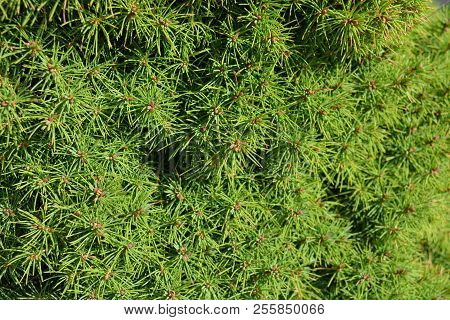 Beautiful Needles From The New Year Tree, Spruce, Pine With An Interesting And Mysterious Green On S