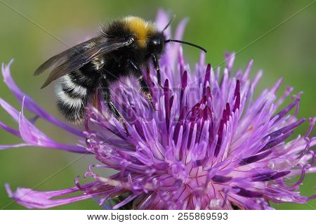 Beautiful Bumblebee On A Flower, Head, Ears, Legs Black, Wings Transparent, Shaggy, Yellow And White