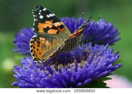 A Butterfly On A Blue Aster Flower, Black And White Spots On Orange Wings. Astra Blue, Narrow Petals