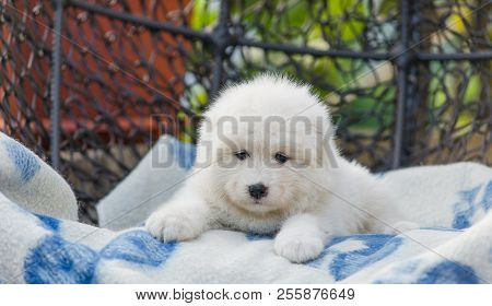 Cute Samoyed Puppy Lies In An Armchair In The Yard