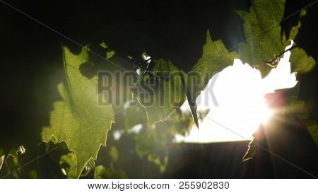 Sunshine Day With A Beautiful Flowers Grapes And Photos
