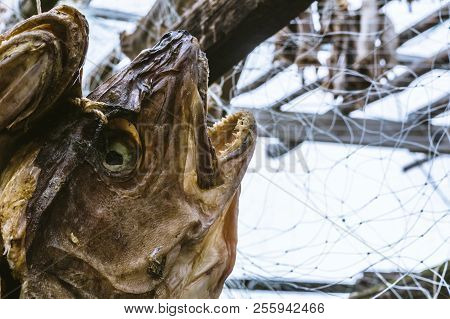 The Dried Heads Of Fish Cod Which Are Hanged Out On A Hothouse