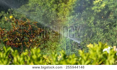 Automatic Sprinkler System Watering The Lawn On A Background Of Green Grass