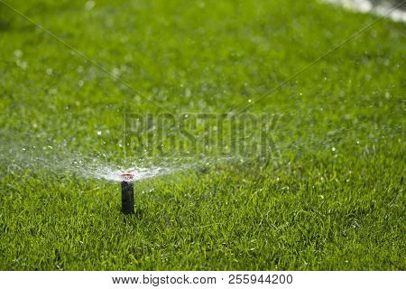 Automatic Sprinkler System Watering The Lawn On A Background Of Green Grass