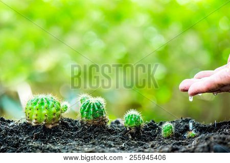 Small Plant Growing In The Garden. Fresh Start Of The Day. Save Environment And New Transformation L