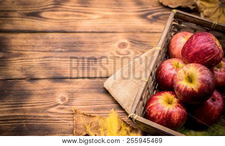 Fall Harvest Cornucopia. Red Apples In The Garden. Copy Space On Wood Background In Autumn Season.