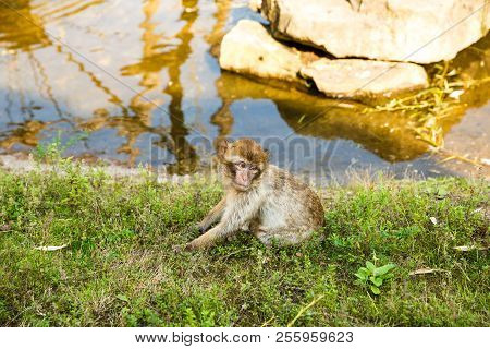 Young Barbary Macaque (macaca Sylvanus) Sitting On The Ground At The Pond.