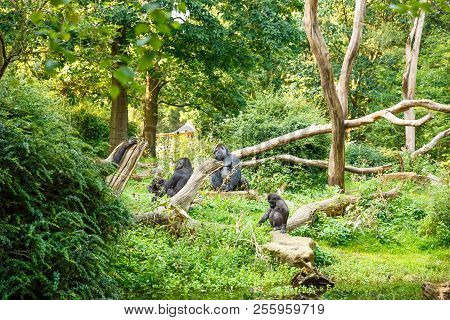 The Group Of Western Lowland Gorillas In The Zoo.