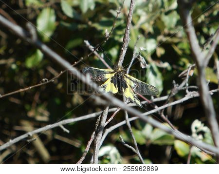 Owlflies  Butterfly Animal Insect Yellow Black In The Mountains