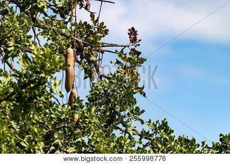 Sausage Tree Fruit Or Kigelia Africana In Africa