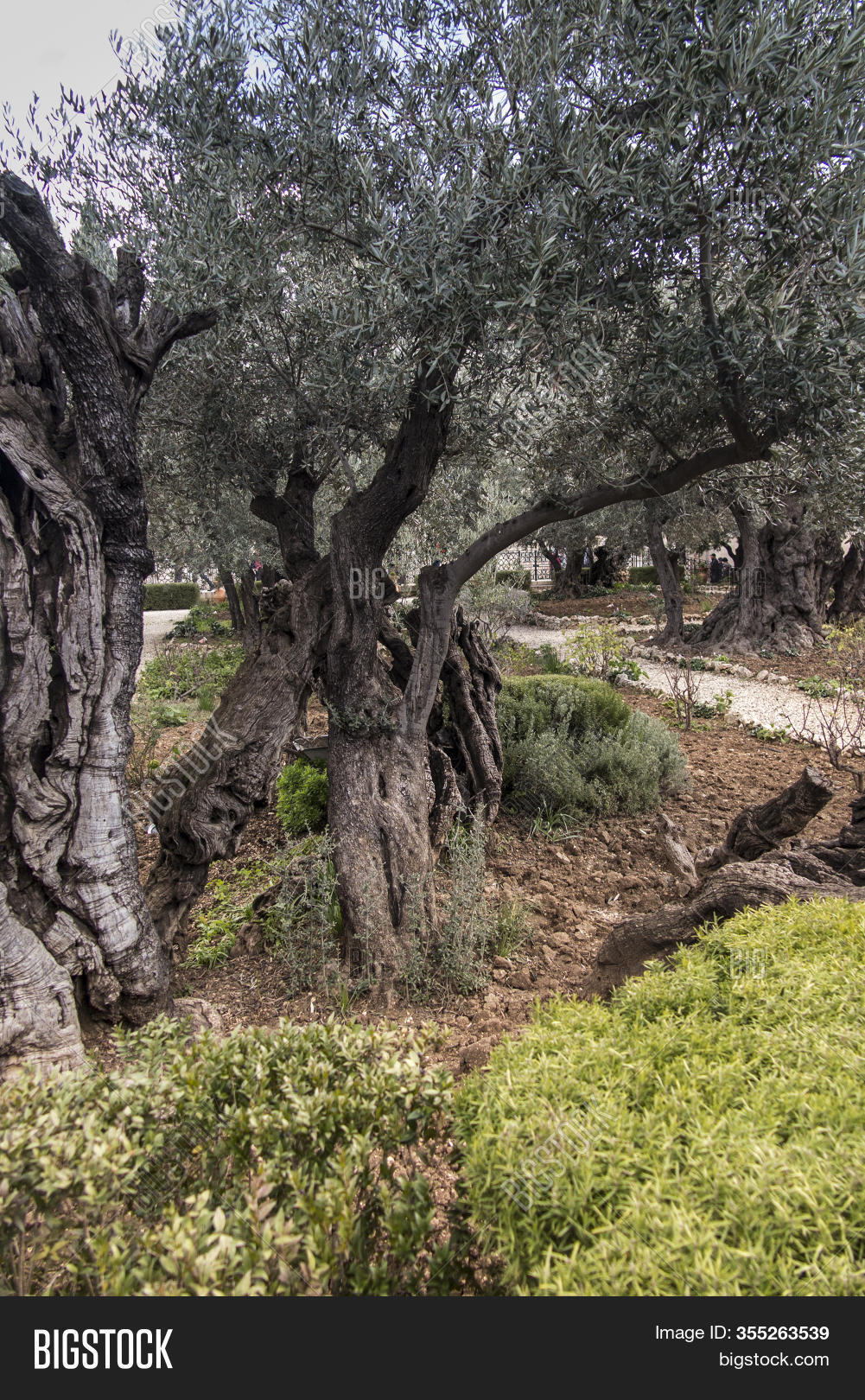 Old Olive Trees Garden Image Photo Free Trial Bigstock