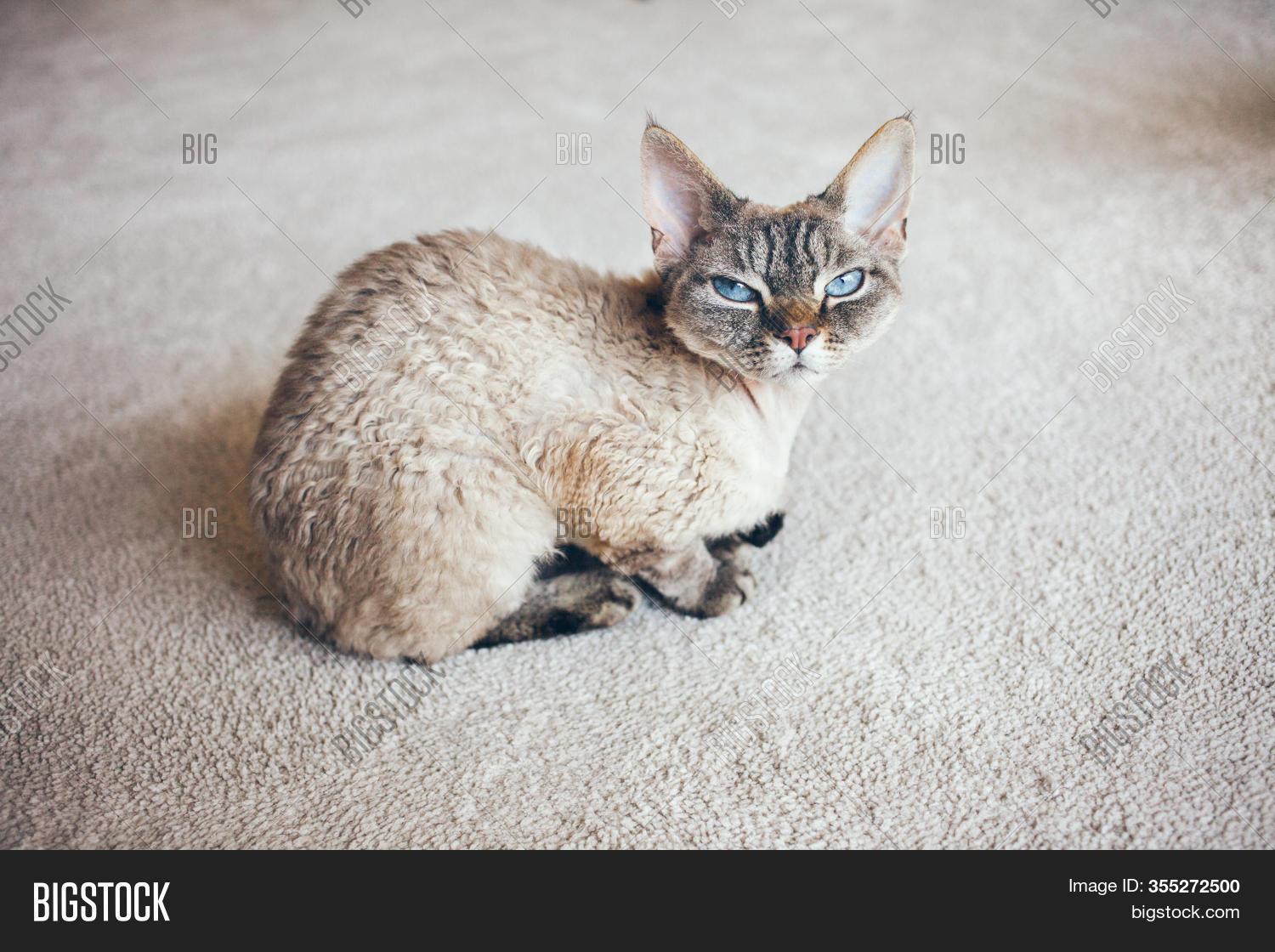 devon rex colors