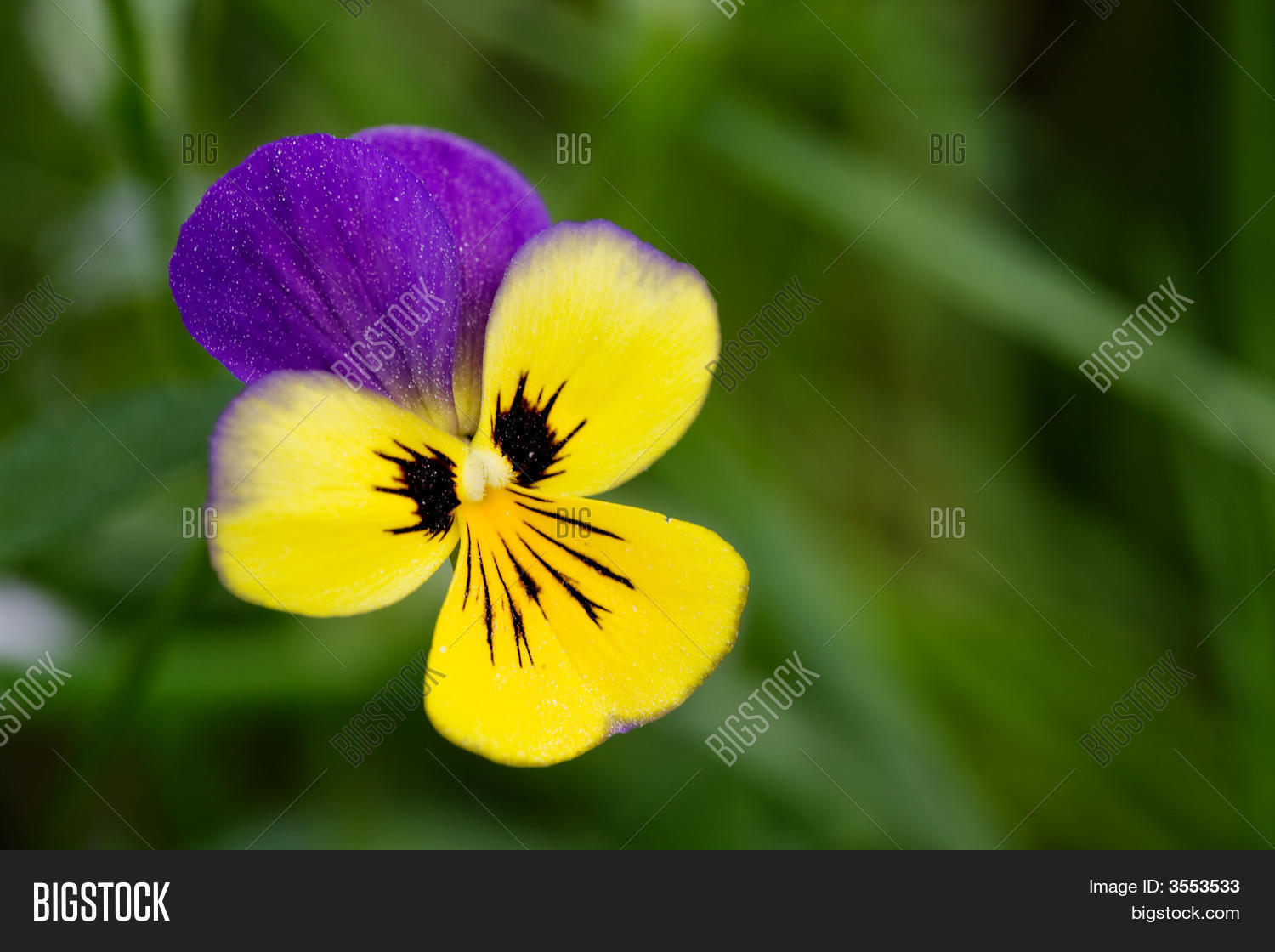 Image Preview