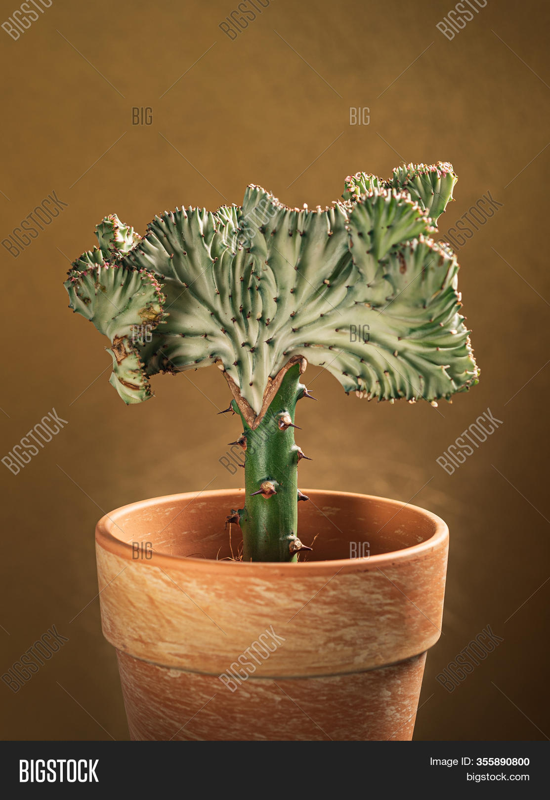 Euphorbia Lactea Pot Image Photo Free Trial Bigstock
