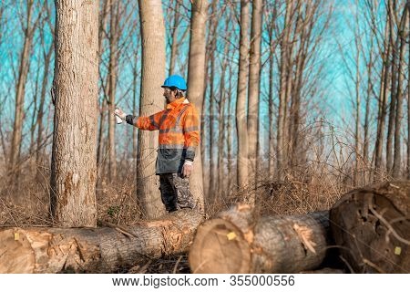 Forestry Technician Marking Tree Trunk For Cutting In Deforestation Process, Forester Spray Painting