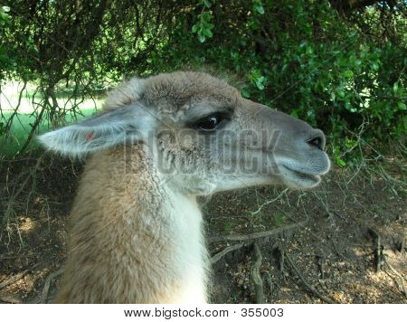 Guanaco1