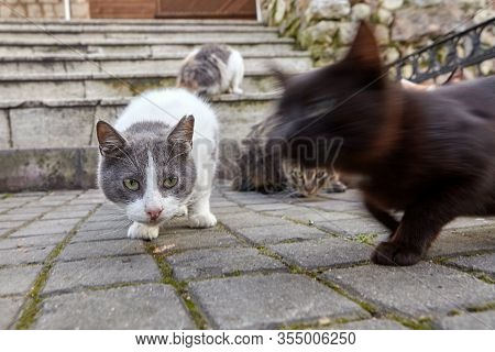 A Group Of Stray Cats Are Waiting For Food Near A Restaurant In Istanbul, Turkey.