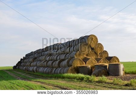 Hay In Rolls On The Field Is Stored In The Open. Harvesting Dry Grass For Agriculture Or Farmer. Eco