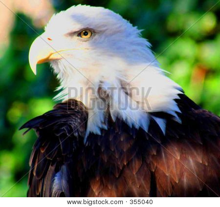 American Eagle