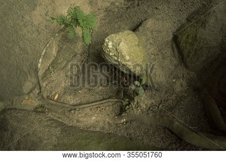 A Small Plant Born In Root Set In A Stone