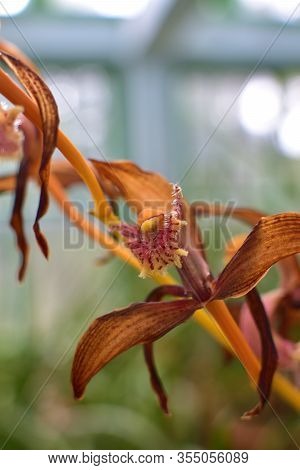 A Beautiful Unusual Green And Brown Paphiopedilum Rothschildianum X Sanderianum Cross Lady's Slipper