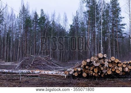 Unauthorized Timber Cutting Or Timber Harvesting In The Spring Or Autumn Forest Or Park In The Cloud