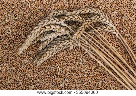 Agriculture. Wheat Grains On A Dark Wooden Table
