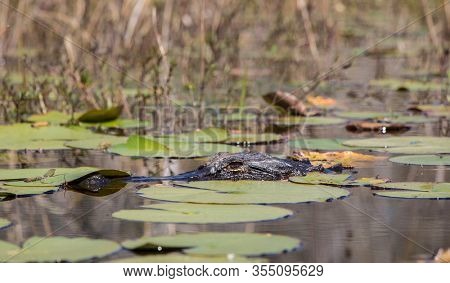 Partially submerged alligator, alligator mississippiensis, in the Okefenokee swamp.