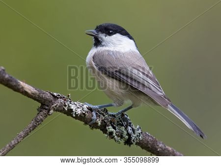 Full Back View Of Willow Tit (poecile Montanus) Sitting On A Lichen Covered Branch For Posing