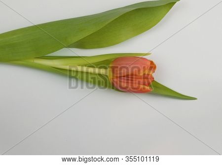 Red Tulip Lies On A White Background