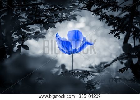 Beautiful Blue Artificial Tulip In Black And White Nature. The Flower Is Looking Out Through A Hole 
