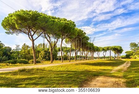 San Rossore And Migliariino Park, Footpath And Pine Trees. Pisa, Tuscany, Italy Europe
