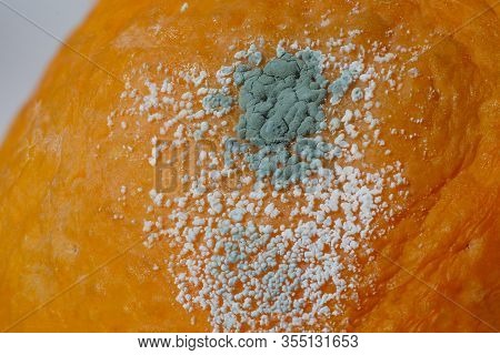 Rotten Citrus. Penicillium Mold On An Orange Fruit. Microscopic Fungi Producing Penicillin Antibioti