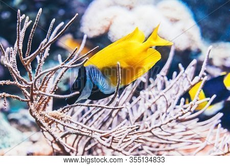 Amphacanthus Vulpinus Fish In Aquarium, Fox Lo  On Background Reef Coral Sea, Anemonefish In Oceanar
