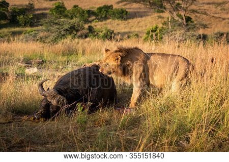 Male Lion Pawing Carcase Of Cape Buffalo