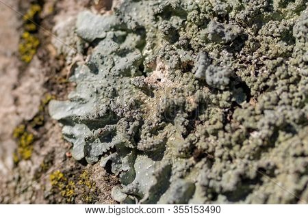 Lichen On Tree Branch. Lichen Grows On Rotten Wood