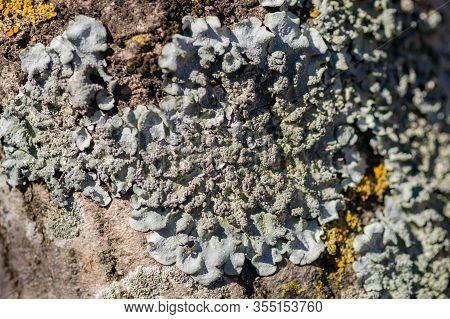 Lichen On Tree Branch. Lichen Grows On Rotten Wood