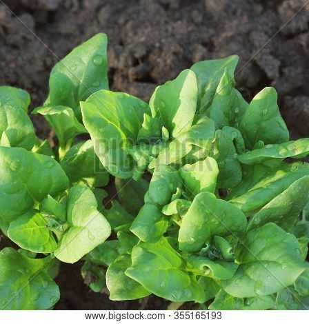Tetragonia Tetragonioides, New Zealand Spinach Growing In Garden